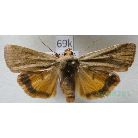 Noctua interposita (Hübner, 1790) Rolnica Czech69k